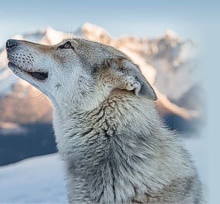 Przychodnia Weterynaryjna LUPUS