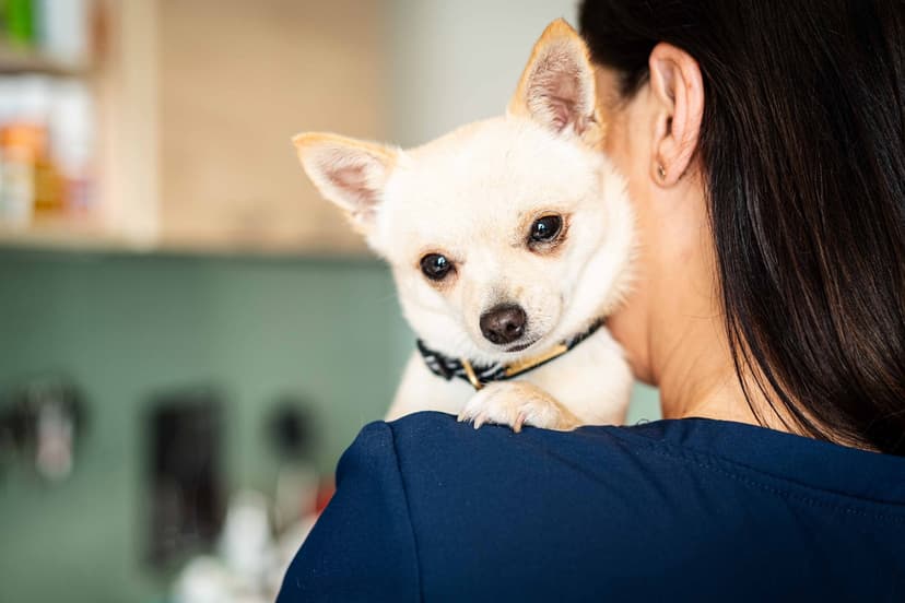 VetCare Przychodnia Weterynaryjna