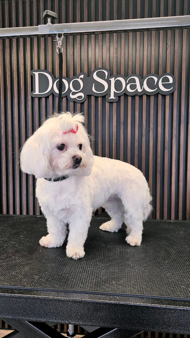 Dog Space Groomer