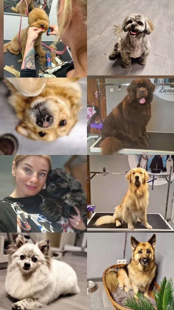 Zamerdani - Salon dla Psów - Białcz