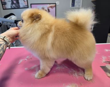 Manufaktura Kłaczka - Psi Fryzjer, Groomer, Salon dla Psów.