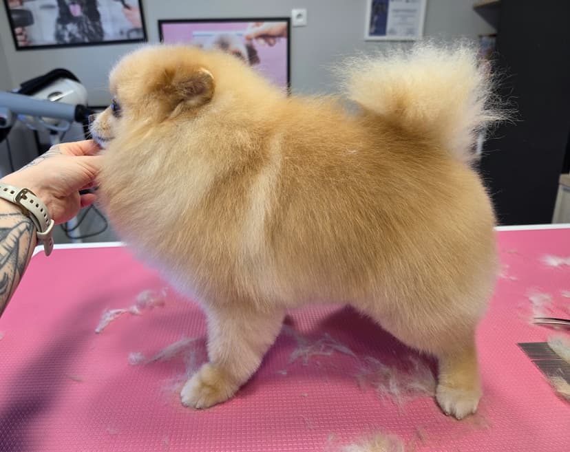 Manufaktura Kłaczka - Psi Fryzjer, Groomer, Salon dla Psów.