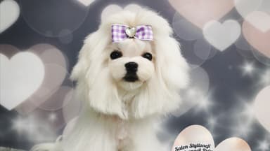 Psi fryzjer Grudziądz Pets Dream Grooming - groomer