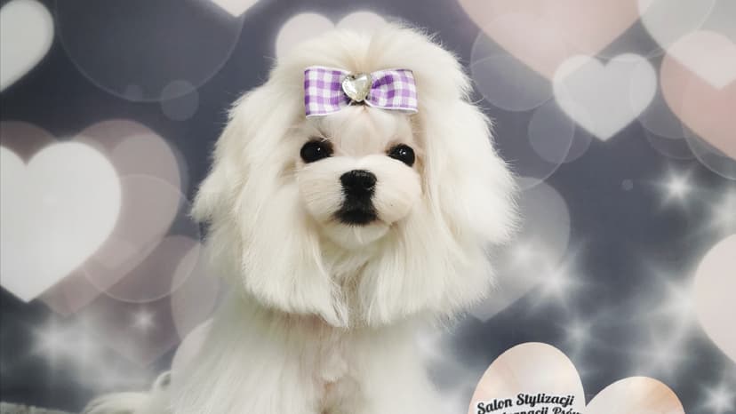 Psi fryzjer Grudziądz Pets Dream Grooming - groomer
