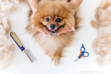 KAJTEK Salon Psiej Urody