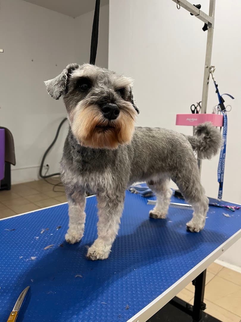 DOG SPA
