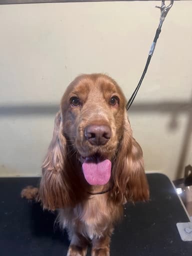 Cocker Smile - grooming I pielęgnacja