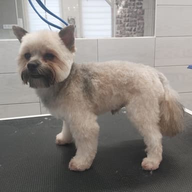 Zakątek Pupila salon pielęgnacji zwierząt ul. Bukowa 40 Blachownia