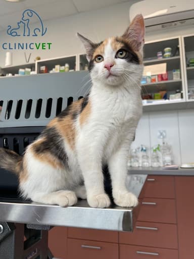 Gabinet weterynaryjny CLINICVET sp.z. o.o. w Janowie