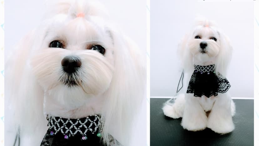 Fancy Dog Daria Pieszczyńska Psi Fryzjer