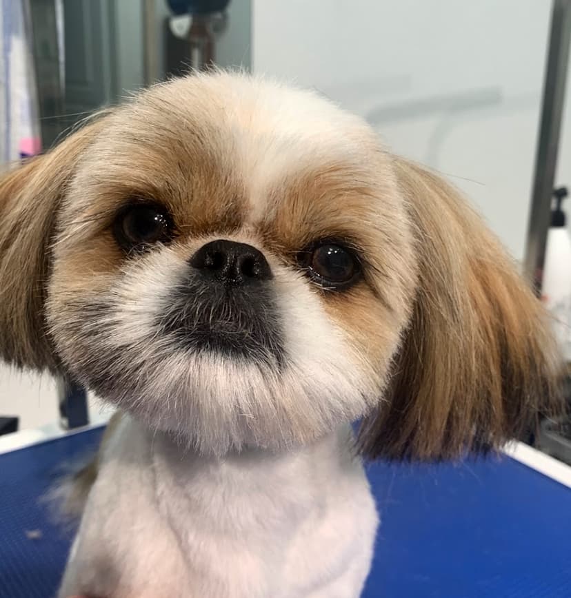 Pretty Dog