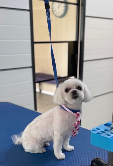 GroomDogs Salon Pielęgnacji Psów Sosnowiec