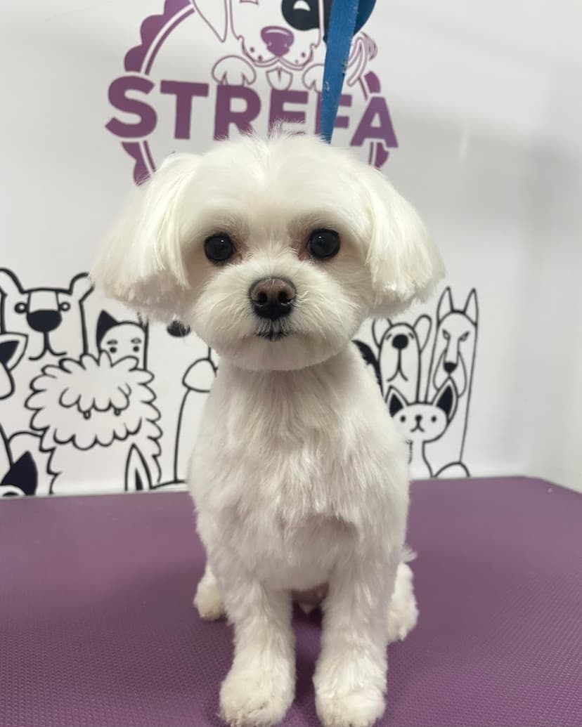 Strefa dla Psa