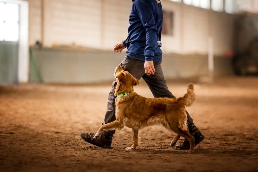 Koniec Smyczy - sportowe szkolenie psów, obedience, rally-o, agility Poznań