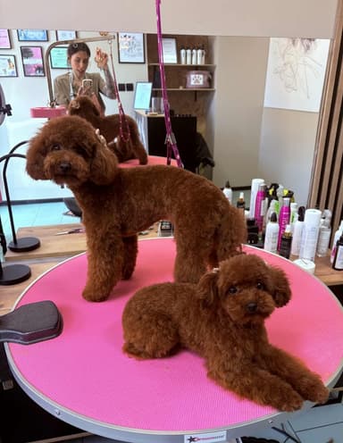 Cute Pets Studio pielęgnacji zwierząt. Przemyśl