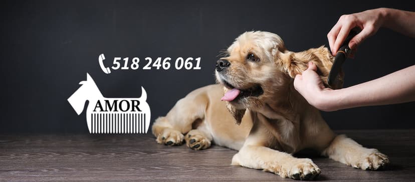 Salon pielęgnacji psów AMOR