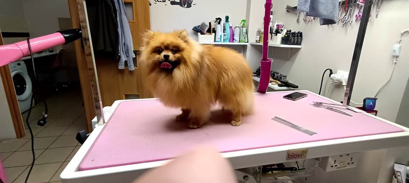Groomer Hau!s