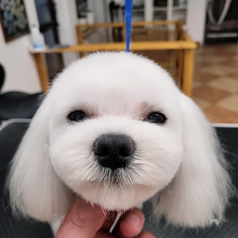 NERO GROOMING