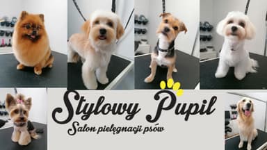 Stylowy Pupil - Salon Pielęgnacji Psów