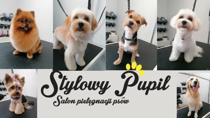 Stylowy Pupil - Salon Pielęgnacji Psów