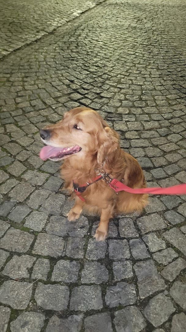 Good Boy Warsaw Dog School - Behawiorysta, Trener psów, Szkolenie psów