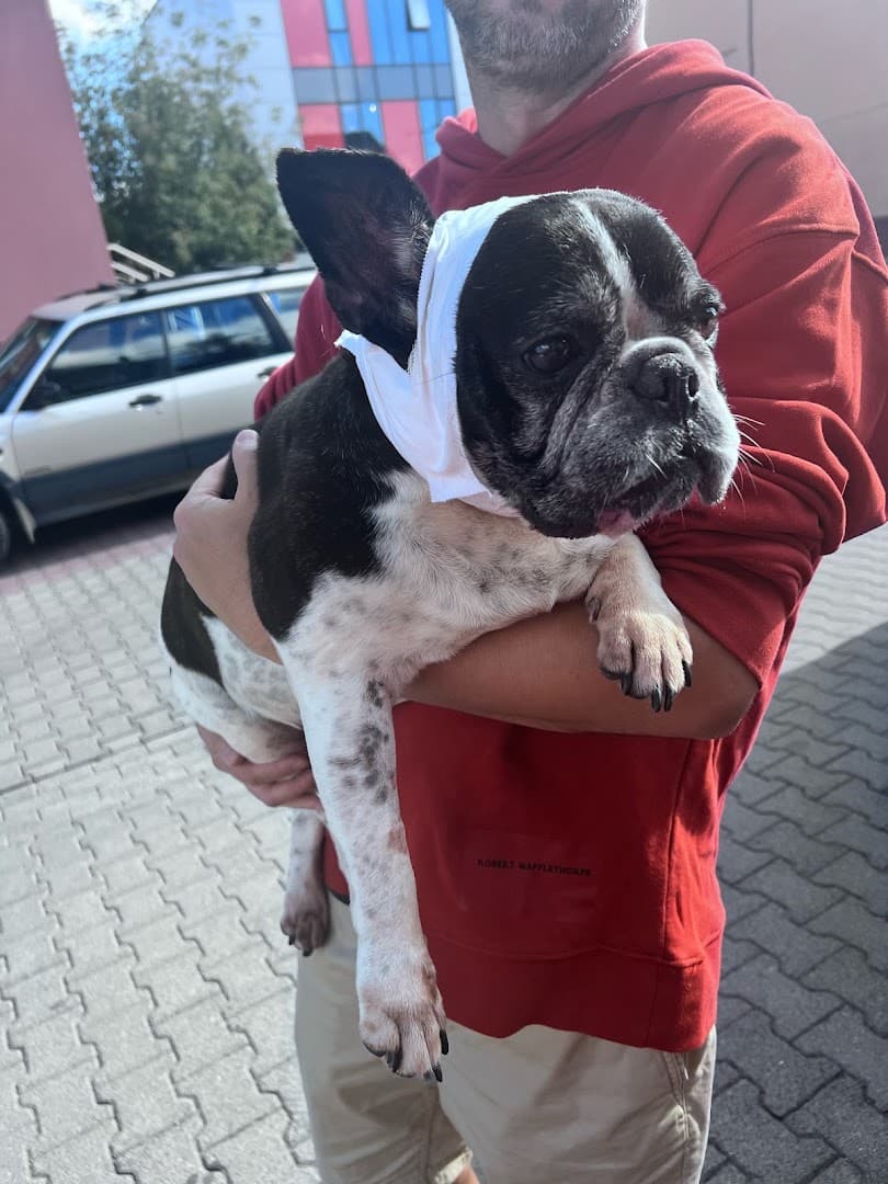 Help. Przychodnia weterynaryjna. Usługi weterynaryjne