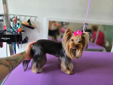Dog Cut Studio - Psi Fryzjer