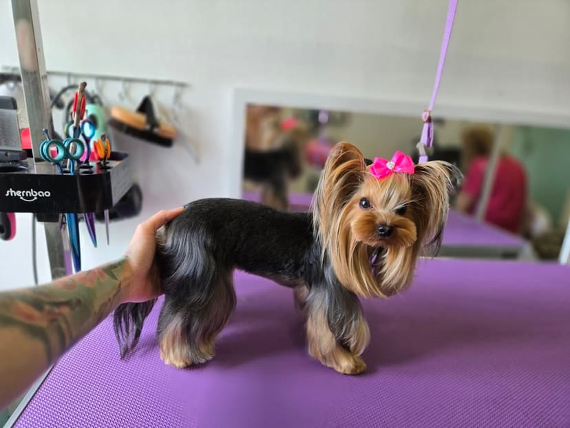 Dog Cut Studio - Psi Fryzjer