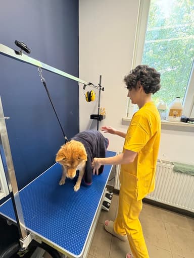 🐾 UF UF – pielęgnacja zwierząt • grooming • strzyżenie psów • groomer