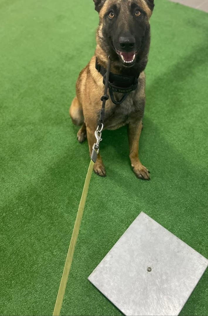 Detmer Dog Training Academy - Ośrodek Szkolenia Psów
