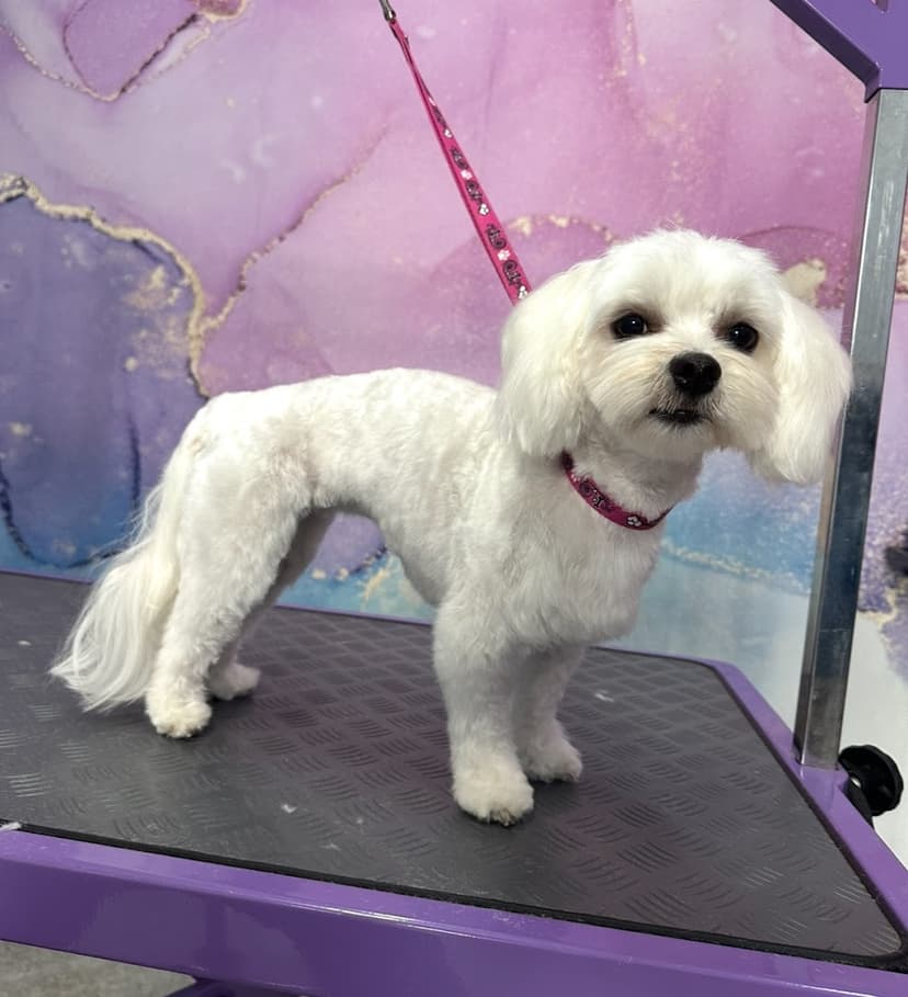 Futerkowo Groomer dla Psa i Kota