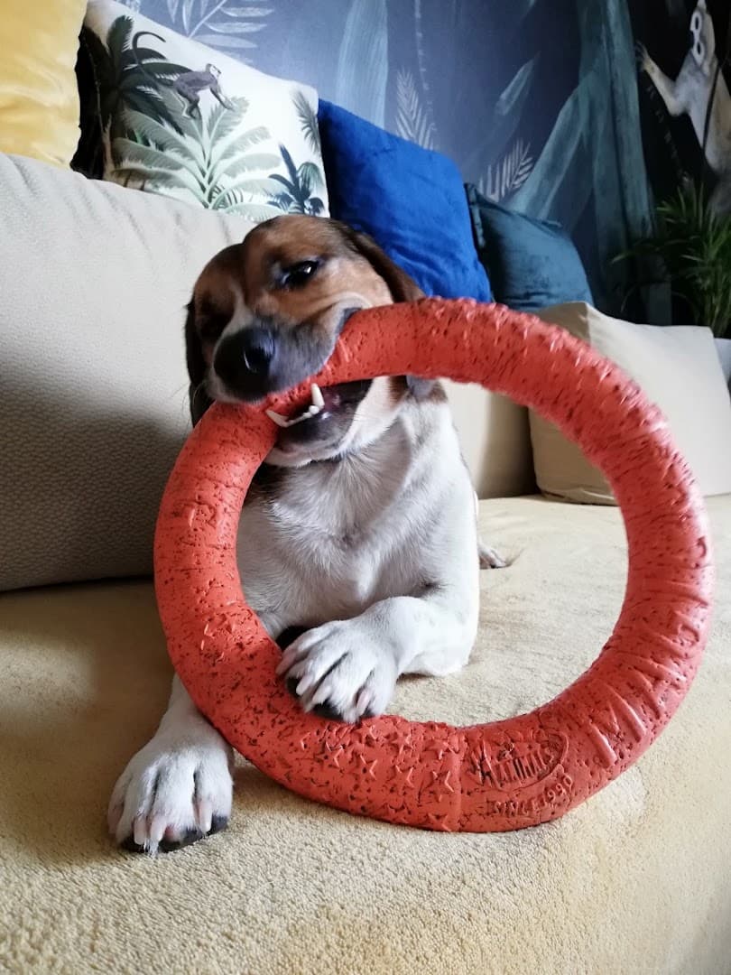 Pet-zone