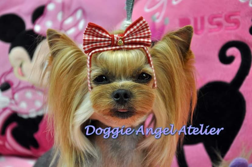 DOGGIE ANGEL Atelier psich fryzur ,Salon pielęgnacji psów