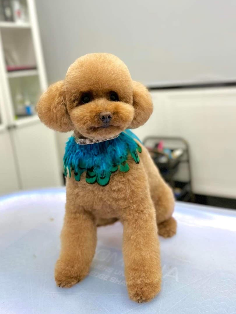 Lovely Pet Psi Fryzjer Groomer