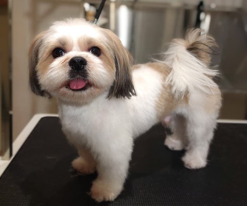 Groomer Kraków, Psi Fryzjer RoyalPetSpa