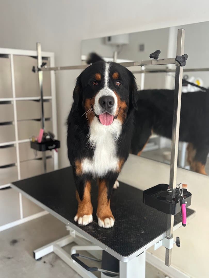 Van Dogh Groomer