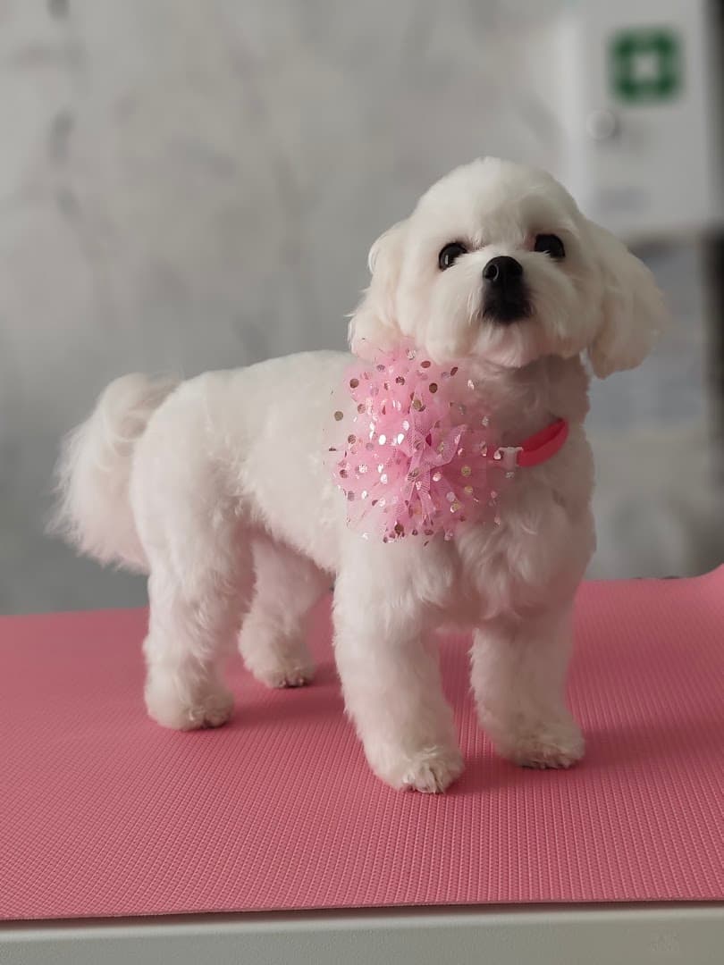 NaLi Pet Spa