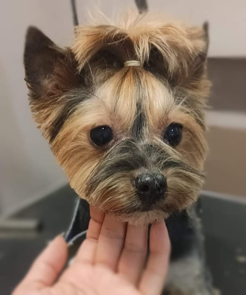 HUGO Salon strzyżenia psów. Groomer.