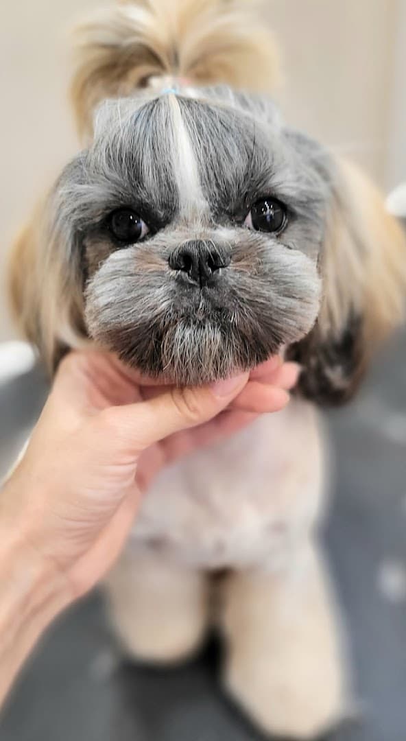 Piesowe Love- Salon Pielęgnacji Psów \ Groomer \ Psi fryzjer