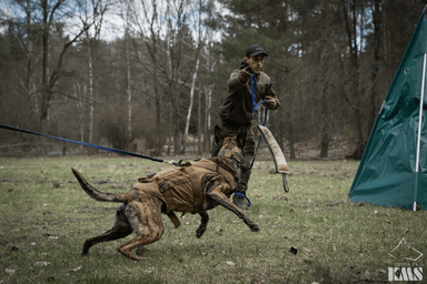 Crazy Dogz | Hotel dla psów | Szkolenie psów
