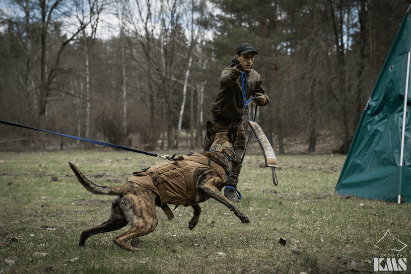 Crazy Dogz | Hotel dla psów | Szkolenie psów
