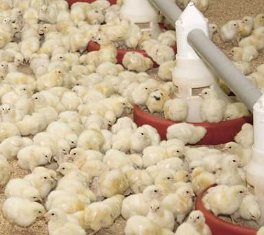 Monika Gizińska Gabinet Weterynaryjny Dla Ptaków "Aves"