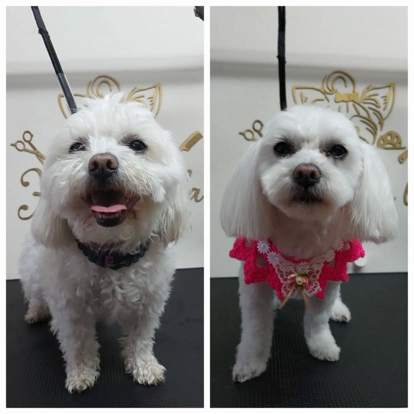 Hauuu la la - SPA dla Psa - groomer, fryzjer psi