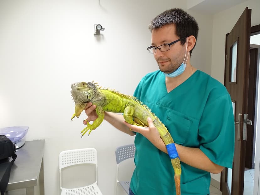 PulsVet Przychodnia Weterynaryjna 24h - drobne ssaki, ptaki, gady (nie zajmujemy się leczeniem psów i kotów) | Grupa EDINA