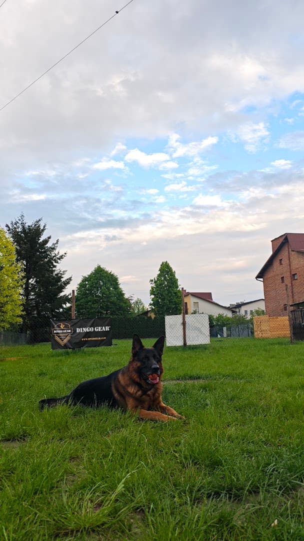 EDUDOGGY Szkolenie Psów Dogoterapia Piotr Leś