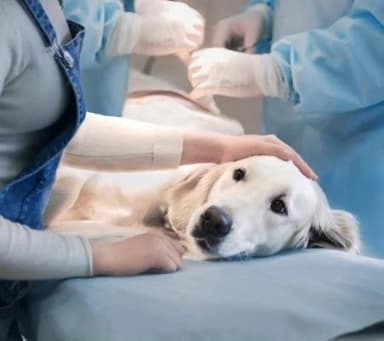 Neuro-Cardio-Vet : kardiologia i echo serca