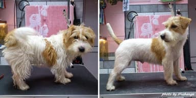 FHUP Bedlington - Pielęgnacja sierści psów