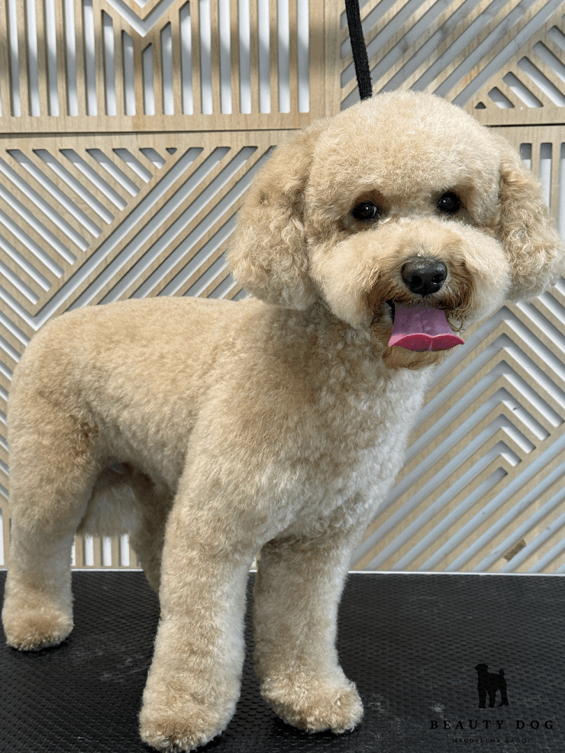 BeautyDog - Salon spa dla psa