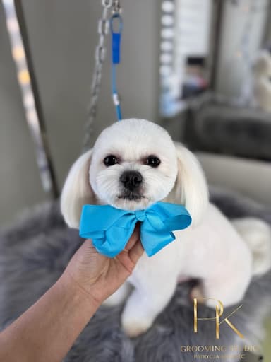 Grooming Studio Patrycja Krawiec