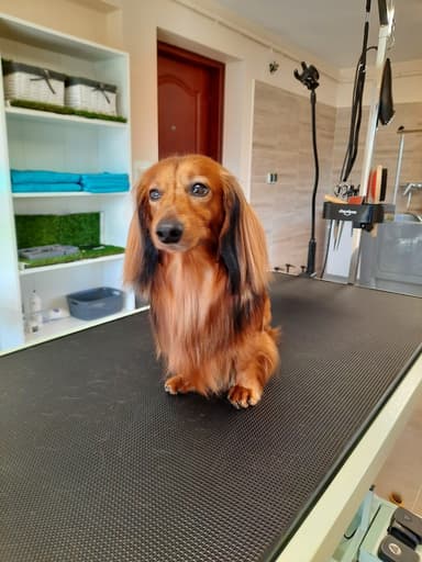Happy Dog Meszna - Salon Pielęgnacji Psów